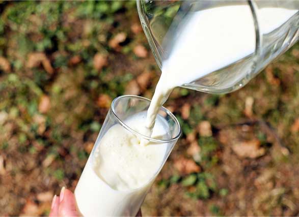Protein Foods to Eat milk