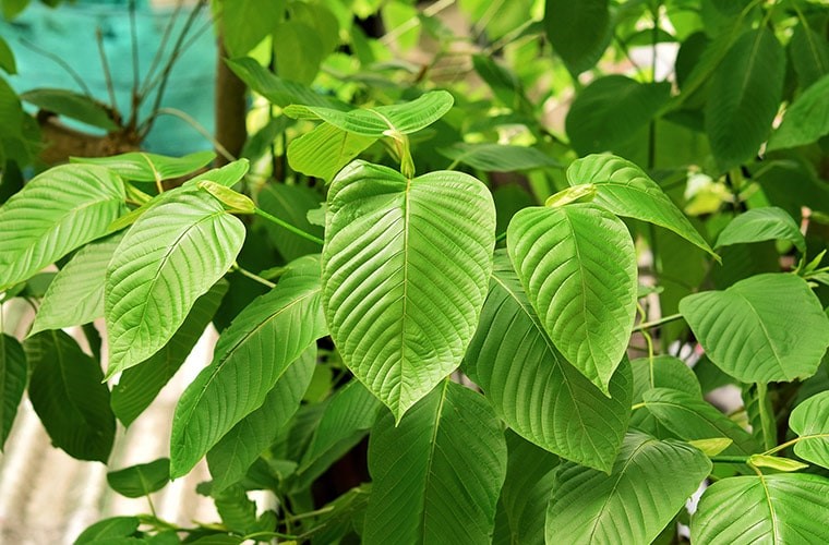 Best Way to Boost Energy With Kratom plant