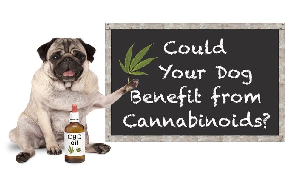 The 3 Best CBD Products for Your Pet