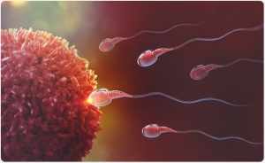 Fertility test for men