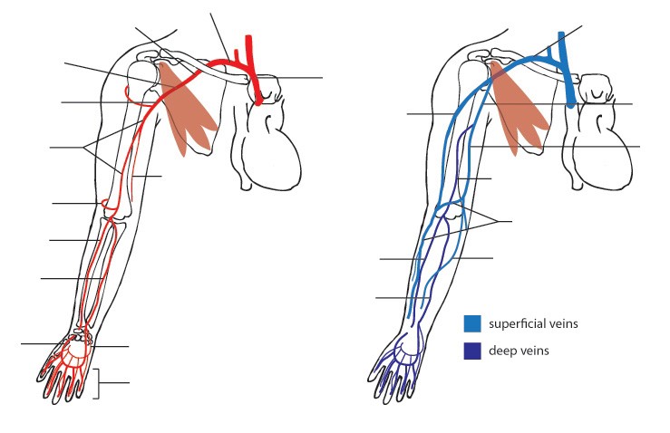 Difference Between Artery And Vein