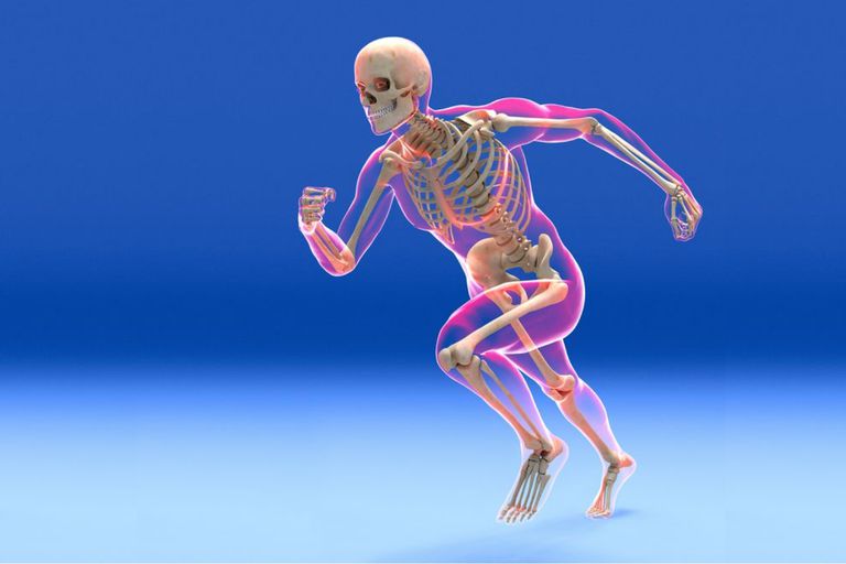 Bones In The Human Body