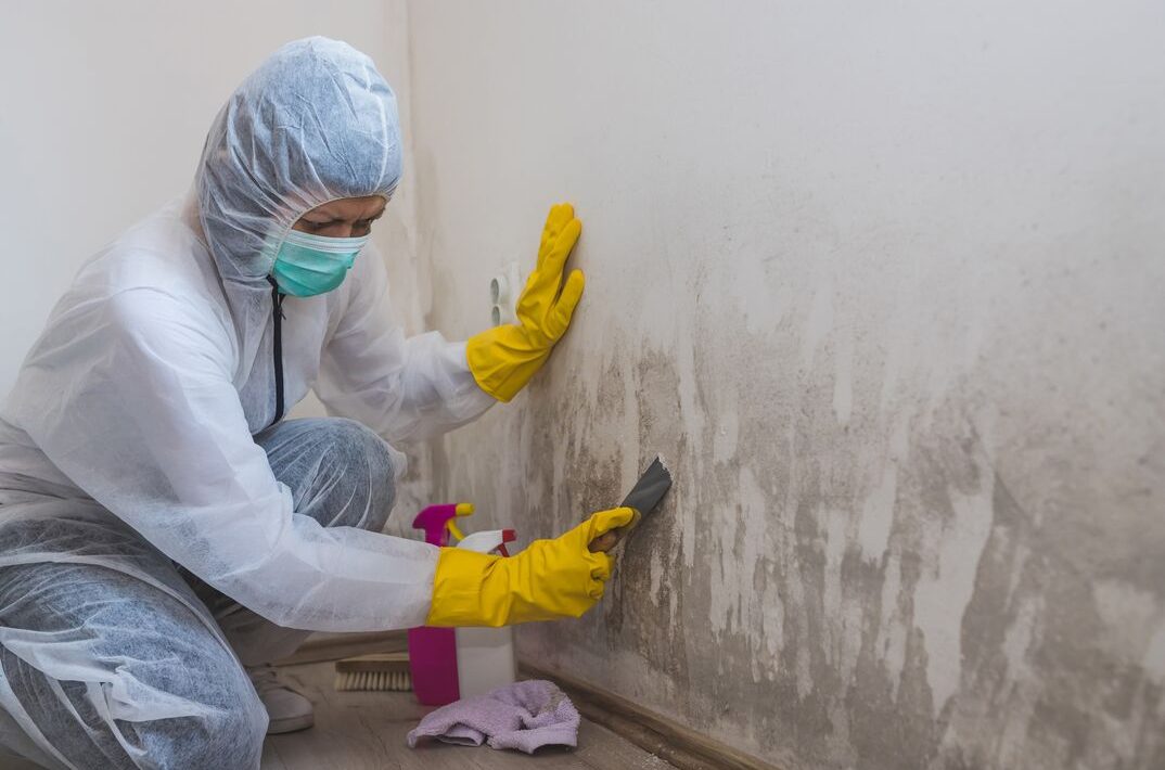 Professional Mold Removal Service