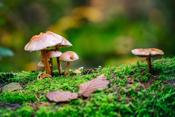 how long does shrooms stay in your system