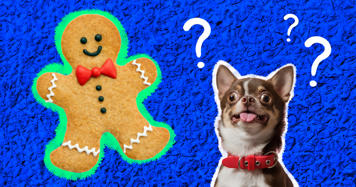 can dogs eat gingerbread