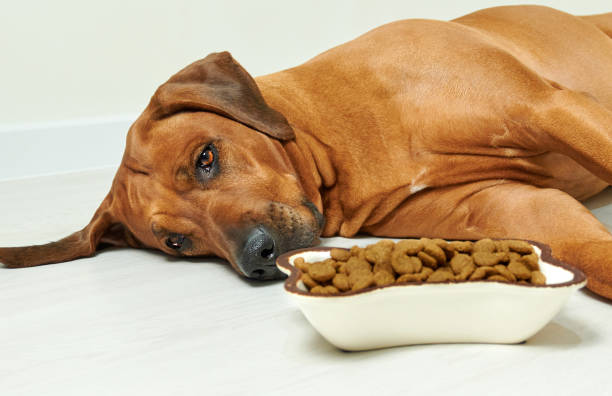 food poisoning in dogs